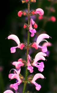 Self made picture of the flowers of a rose-pink colored Salvia pratensis. photo