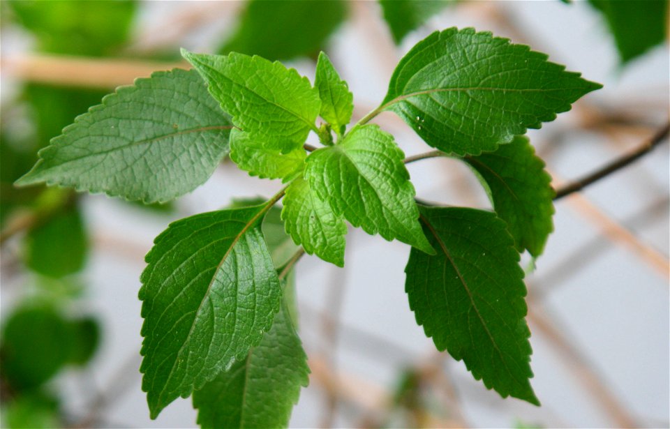 കാട്ടുതൃത്താവ് (Ocimum americanum or Ocimum canum )