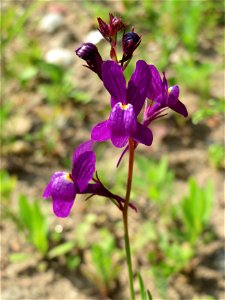Linaria bipartita bei Reilingen