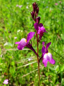 Linaria bipartita bei Reilingen