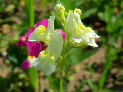 Linaria bipartita bei Reilingen