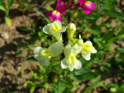 Linaria bipartita bei Reilingen