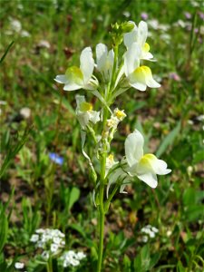 Linaria bipartita bei Reilingen