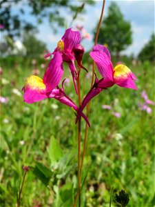 Linaria bipartita bei Reilingen