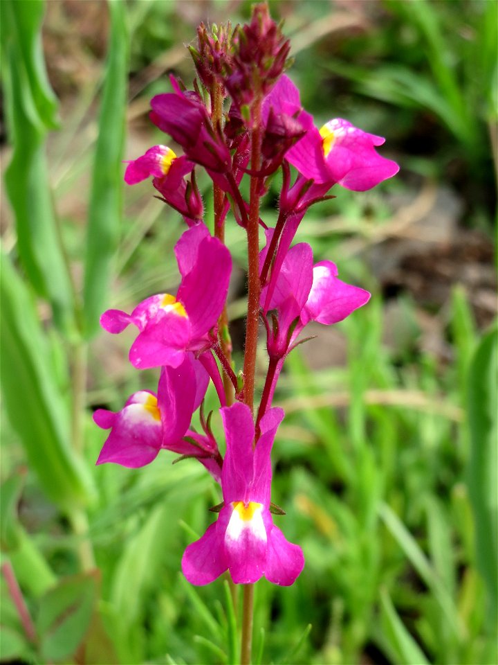 Linaria bipartita am Osthafen Saarbrücken