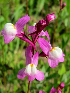 Linaria bipartita bei Reilingen