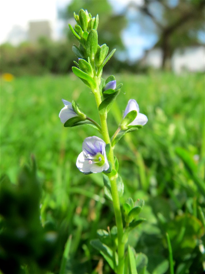 Quendel-Ehrenpreis (Veronica serpyllifolia) am Wasserturm in Hockenheim