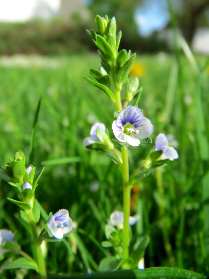 Quendel-Ehrenpreis (Veronica serpyllifolia) am Wasserturm in Hockenheim