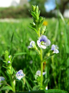 Quendel-Ehrenpreis (Veronica serpyllifolia) am Wasserturm in Hockenheim