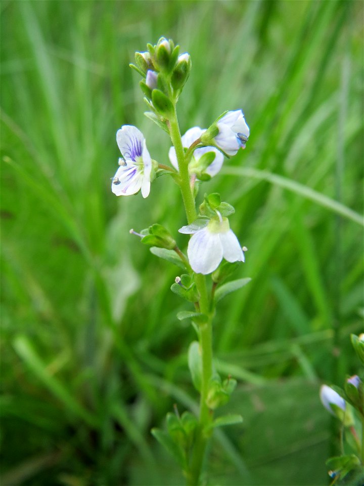 Quendel-Ehrenpreis (Veronica serpyllifolia) im Naturschutzgebiet "St. Arnualer Wiesen"