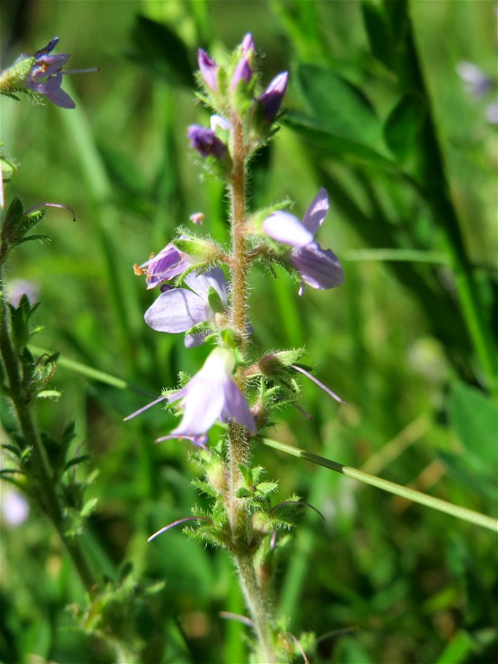 Echter Ehrenpreis (Veronica officinalis) im Schwetzinger Hardt