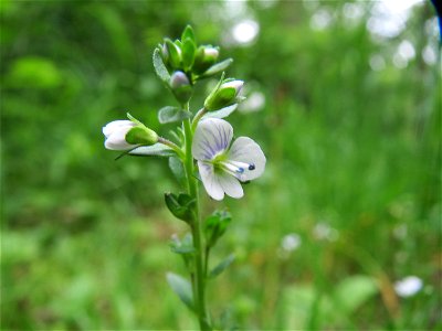Quendel-Ehrenpreis (Veronica serpyllifolia) im Naturschutzgebiet „Ketscher Rheininsel“