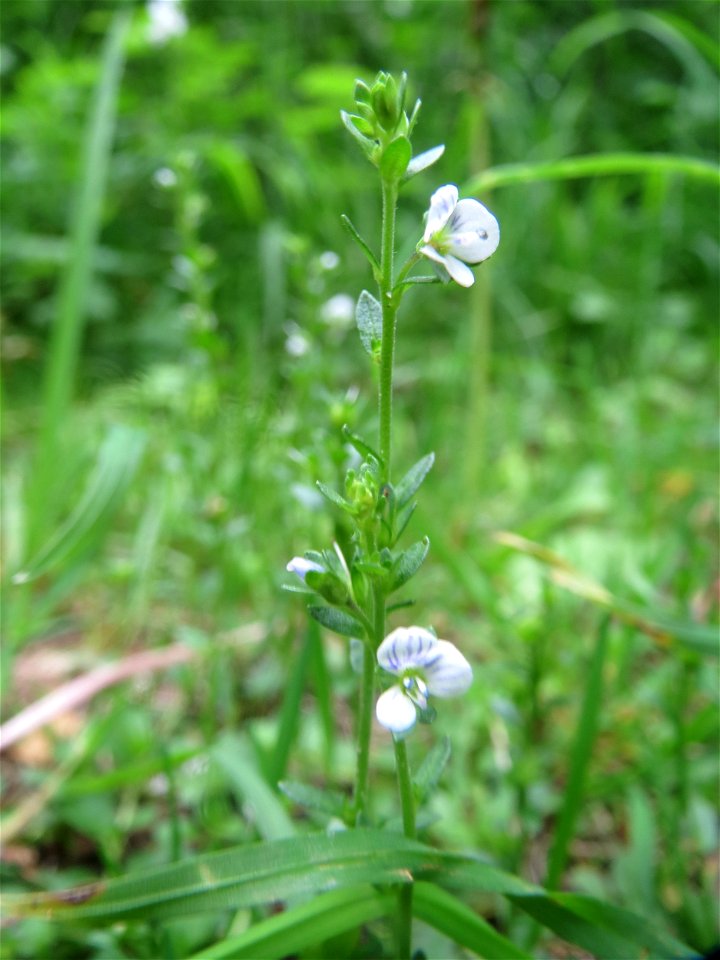Quendel-Ehrenpreis (Veronica serpyllifolia) im Naturschutzgebiet „Ketscher Rheininsel“