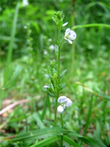 Quendel-Ehrenpreis (Veronica serpyllifolia) im Naturschutzgebiet „Ketscher Rheininsel“