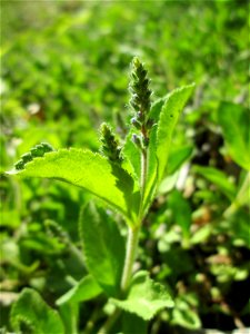 Echter Ehrenpreis (Veronica officinalis) in der Schwetzinger Hardt