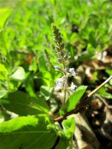 Echter Ehrenpreis (Veronica officinalis) in der Schwetzinger Hardt