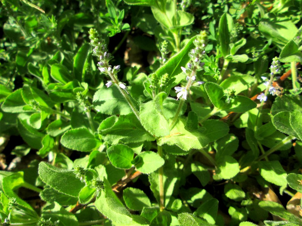 Echter Ehrenpreis (Veronica officinalis) in der Schwetzinger Hardt