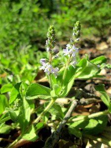 Echter Ehrenpreis (Veronica officinalis) in der Schwetzinger Hardt