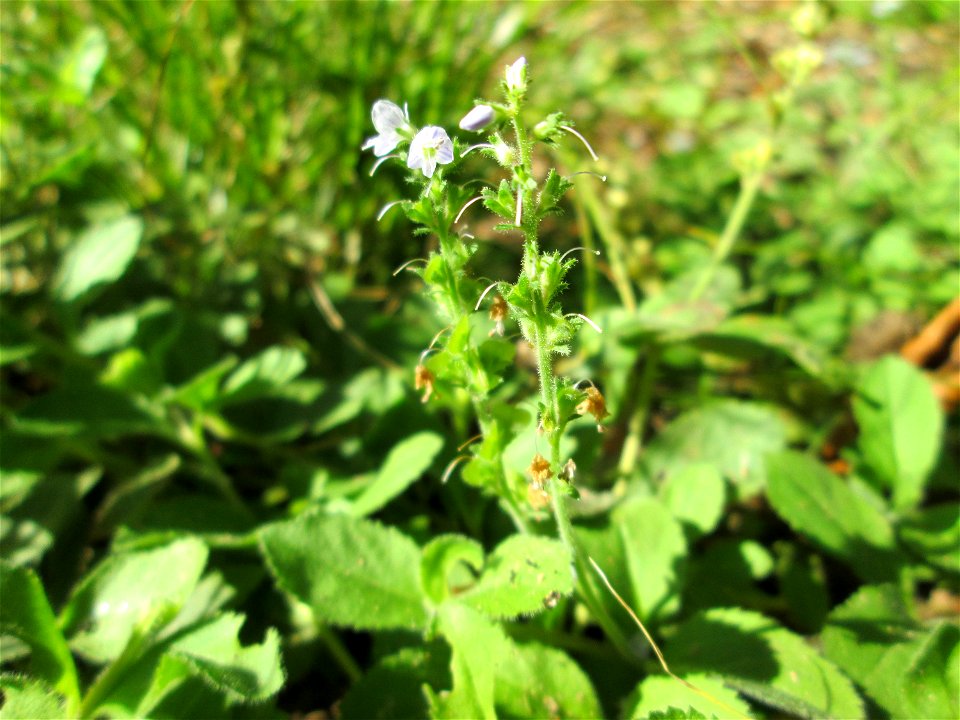 Echter Ehrenpreis (Veronica officinalis) im Wald bei Ensheim