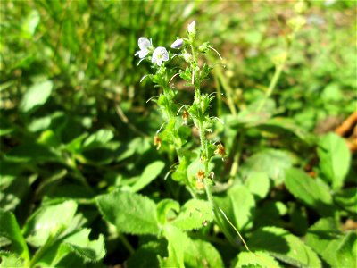 Echter Ehrenpreis (Veronica officinalis) im Wald bei Ensheim photo