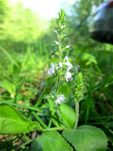 Echter Ehrenpreis (Veronica officinalis) nahe am Hockenheimer Baggersee am Rand der Schwetzinger Hardt