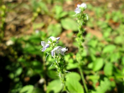 Echter Ehrenpreis (Veronica officinalis) im Wald bei Ensheim