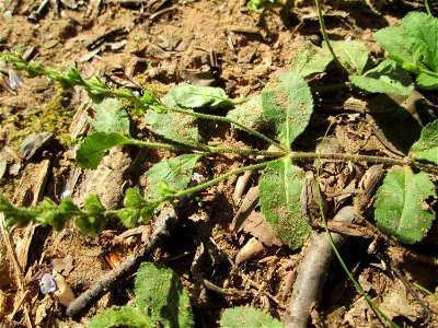 Echter Ehrenpreis (Veronica officinalis) im Wald bei Ensheim photo