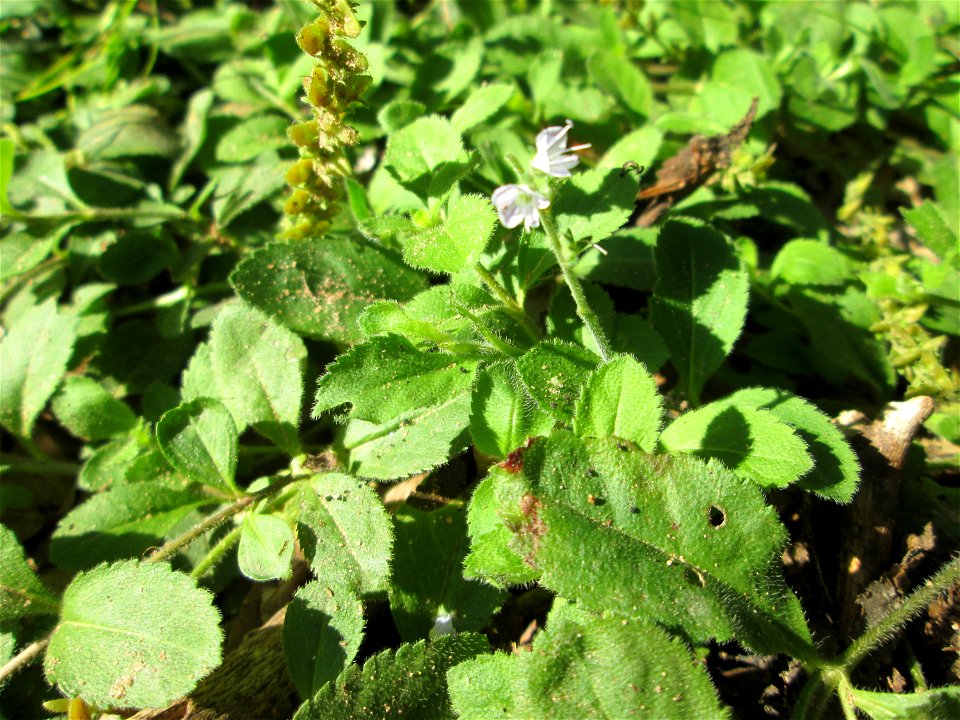 Echter Ehrenpreis (Veronica officinalis) im Wald bei Ensheim