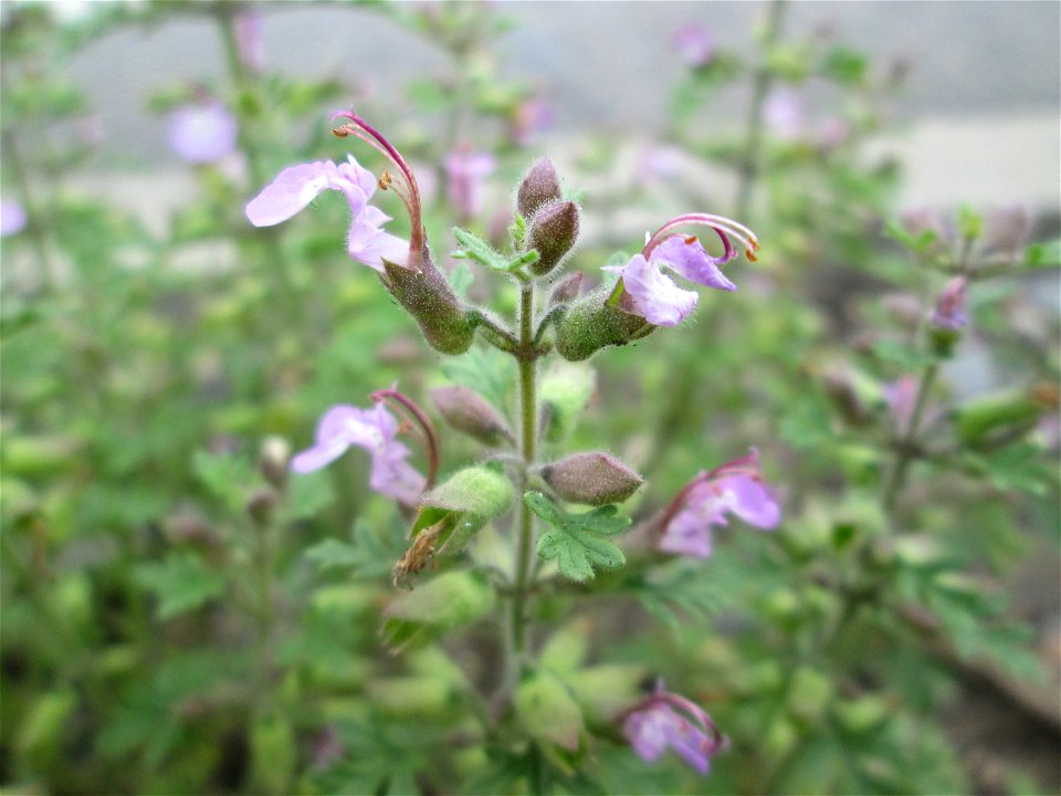 Trauben-Gamander (Teucrium botrys) in Hockenheim - gesetzt in einen Grünstreifen in einer Maßnahme des Nabu zur Erhaltung der Artenvielfalt durch Wildblumen an Straßen- und Wegrändern