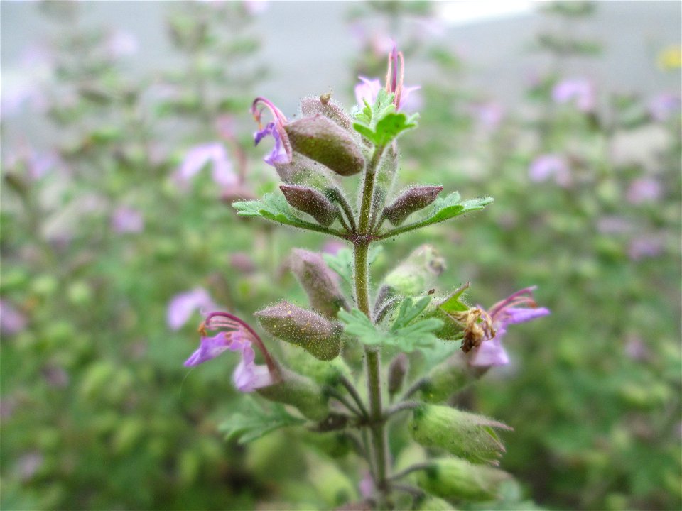 Trauben-Gamander (Teucrium botrys) in Hockenheim - gesetzt in einen Grünstreifen in einer Maßnahme des Nabu zur Erhaltung der Artenvielfalt durch Wildblumen an Straßen- und Wegrändern