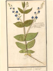 IdentificatieTitel(s): Gewone ereprijs of gamander-ereprijs (Veronica chamaedrys)Chamaedrijs. / Chamedris fuschij, Teucrium pratense. / Germandrée. Chesnette (titel op object)Objecttype: tekening Obje