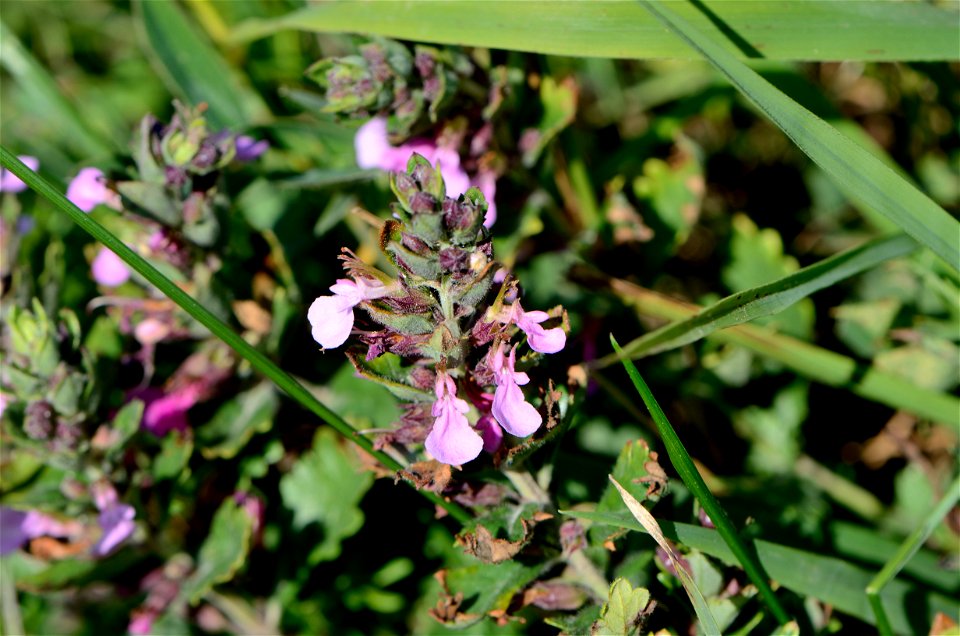Teucrium flowering in Lilienfeld, Lower Austria