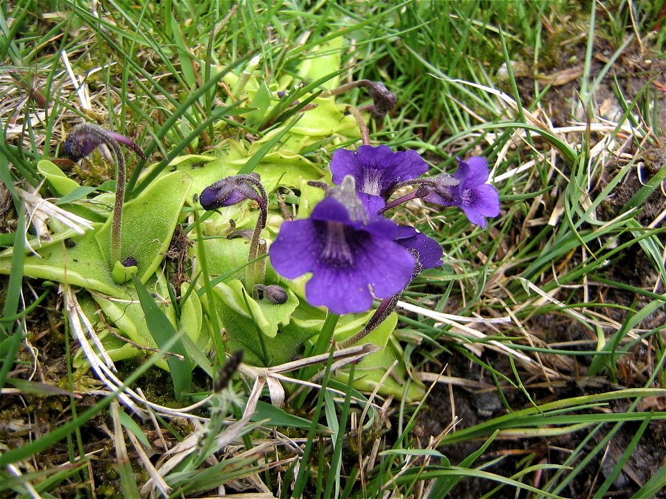 grassette commune (Pinguicula vulgaris)