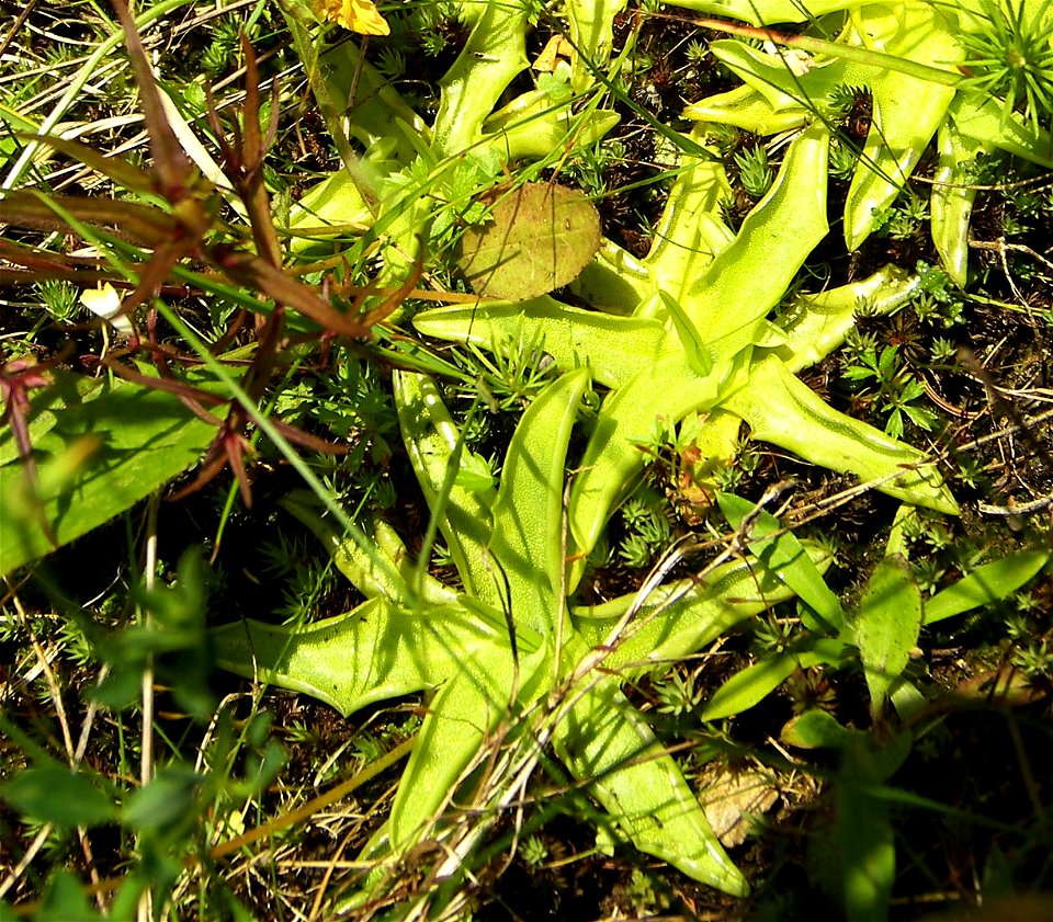 Šumava, Pinguicula vulgaris