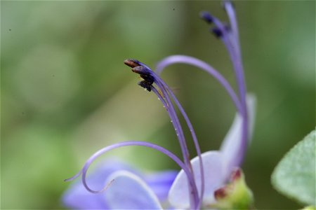 手持ち等倍撮影の練習(3). 神代植物公園で撮影.