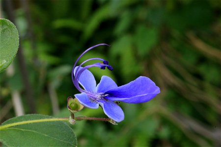 クレロデンドルム ウガンデンセ. 神代植物公園大温室で撮影.