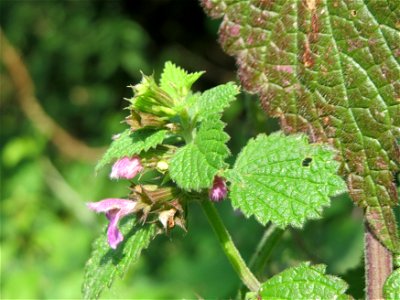 Schwarznessel (Ballota nigra) im Hockenheimer Rheinbogen