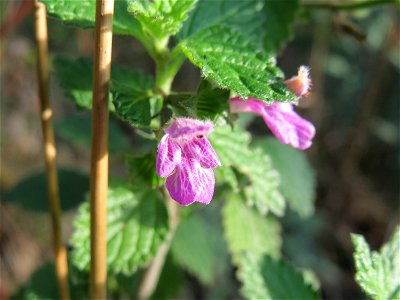 Schwarznessel (Ballota nigra) bei Hockenheim