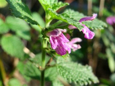 Schwarznessel (Ballota nigra) bei Hockenheim