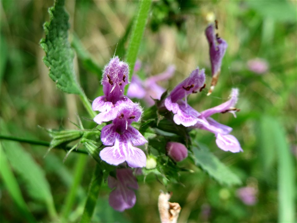 Schwarznessel (Ballota nigra) in Hockenheim