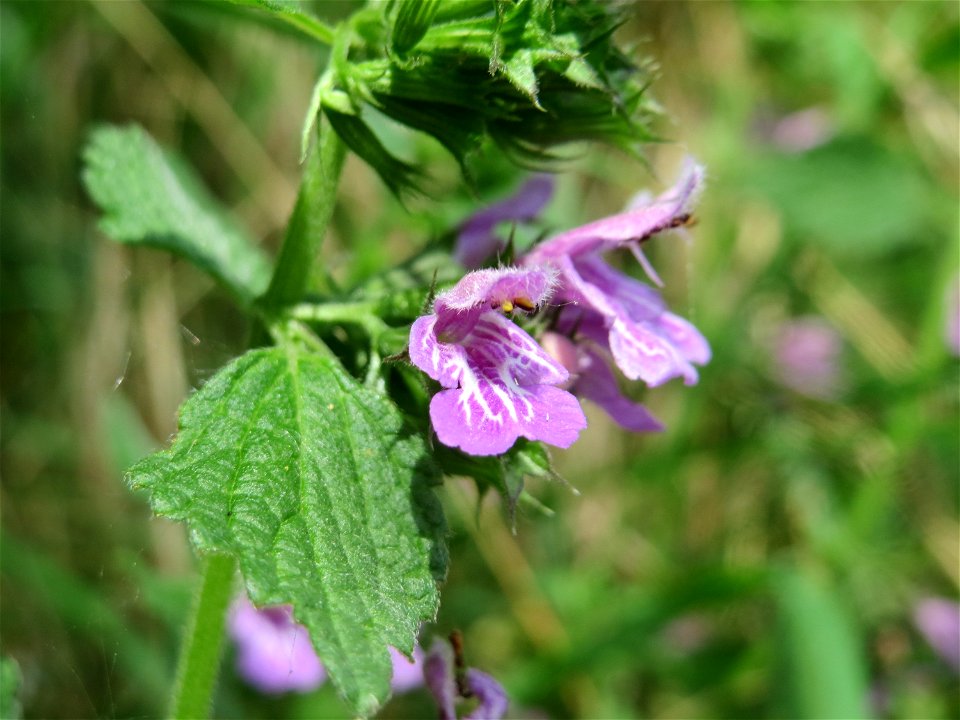 Schwarznessel (Ballota nigra) in Hockenheim