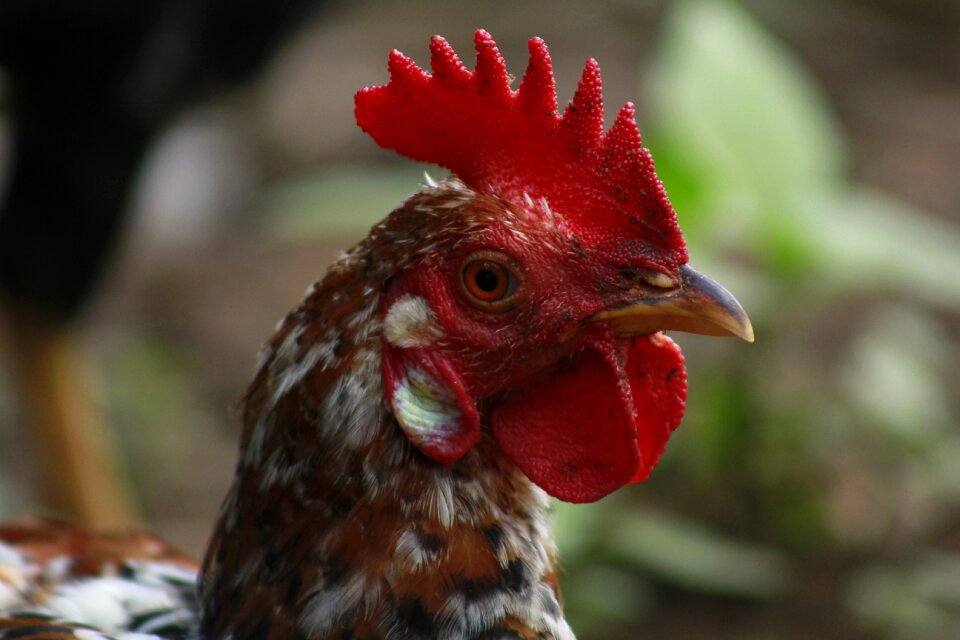 Red chicken animal photo