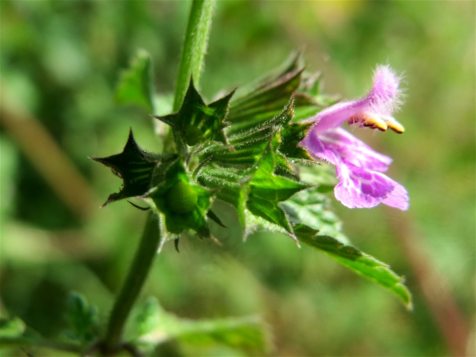 Schwarznessel (Ballota nigra) in Hockenheim