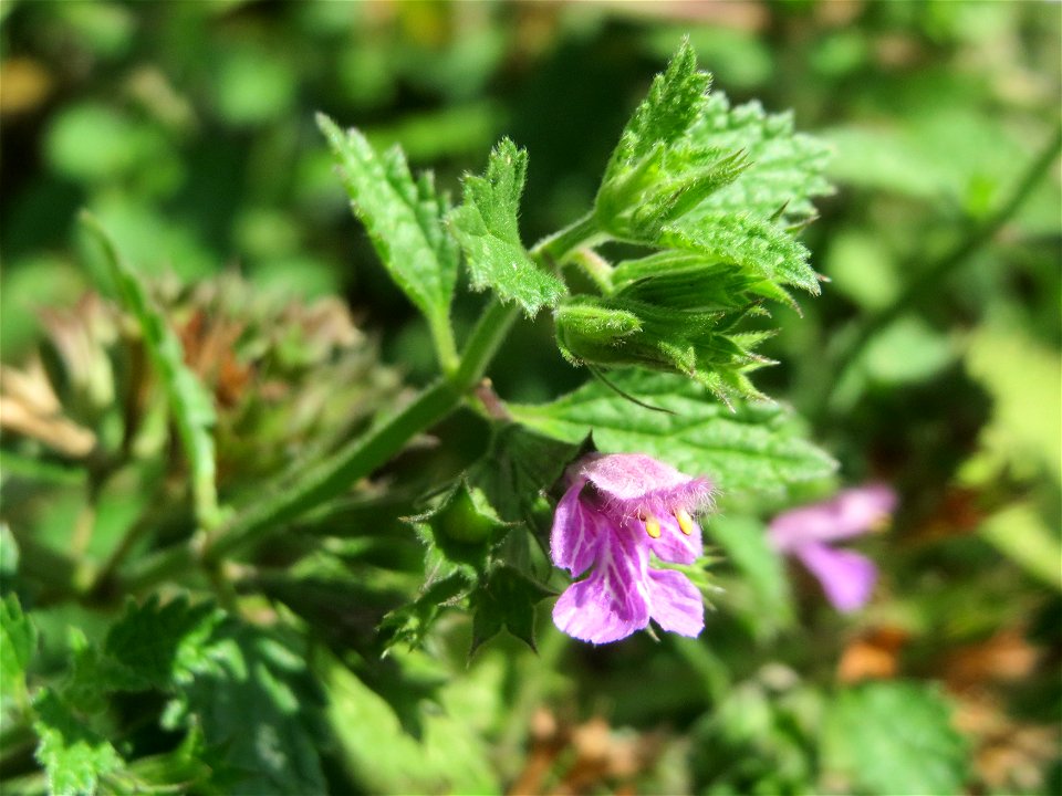 Schwarznessel (Ballota nigra) in Hockenheim