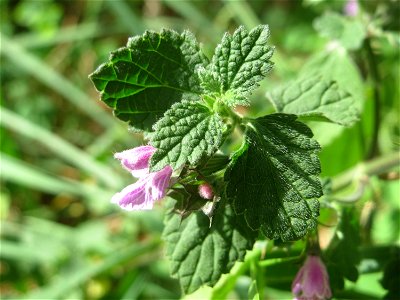 Schwarznessel (Ballota nigra) bei Hockenheim