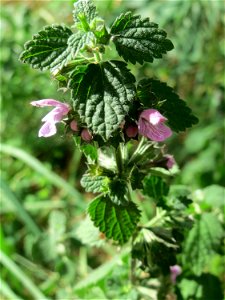 Schwarznessel (Ballota nigra) bei Hockenheim