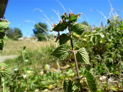 Schwarznessel (Ballota nigra) an der Böschung der A61 im Landschaftsschutzgebiet „Hockenheimer Rheinbogen“