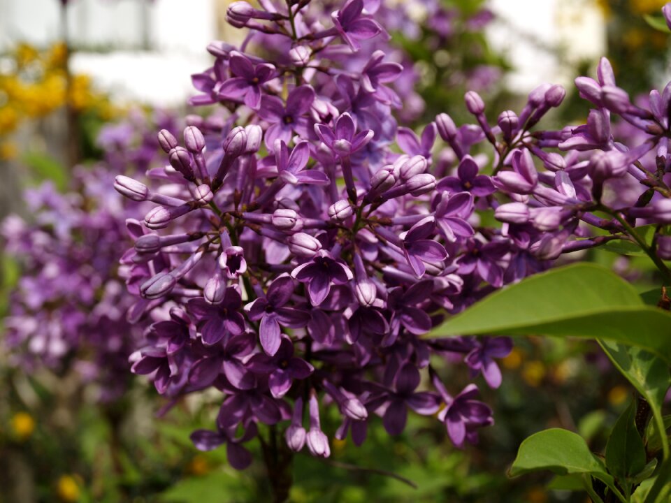 Flora fragrant garden