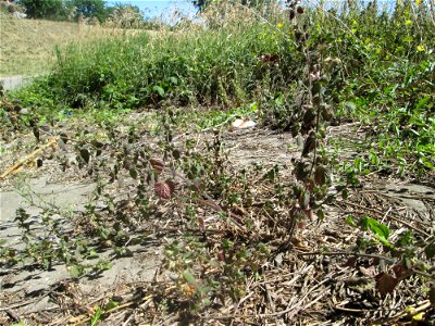 Schwarznessel (Ballota nigra) an der Böschung der A61 im Landschaftsschutzgebiet „Hockenheimer Rheinbogen“