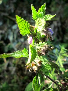 Schwarznessel (Ballota nigra) im Naturschutzgebiet "St. Arnualer Wiesen"